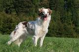 BORDER COLLIE 1427